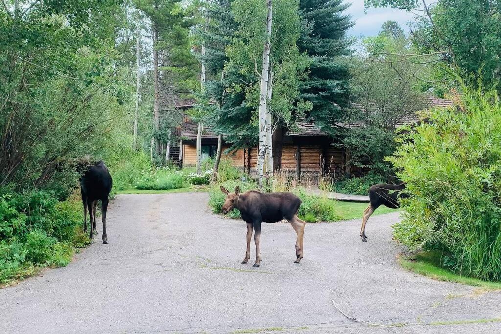 ווילסון Aspen'S Cabin מראה חיצוני תמונה